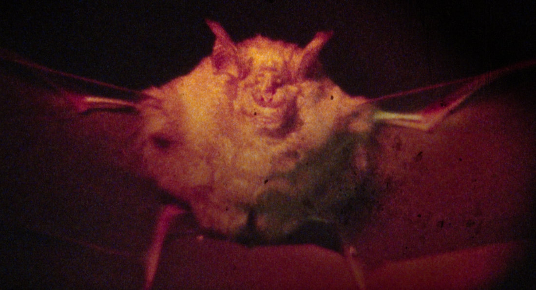 Weareanimals8 Orig